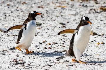 Obraz premium Gentoo penguins in Antarctica