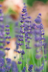 Fototapeta premium lavender flowers in the garden
