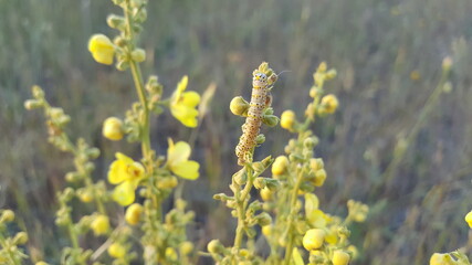 Caterpillar on yellow wildflowers