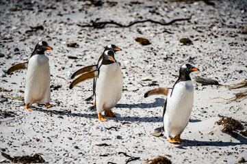 Gentoo penguins in Antarctica