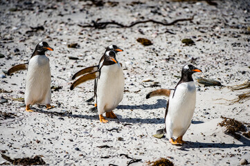 Fototapeta premium Gentoo penguins in Antarctica