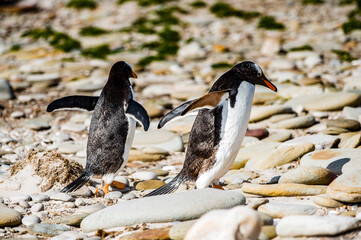 Gentoo penguins climb the hill