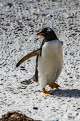 Fototapeta premium Close view of a gentoo penguin