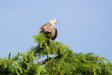 Tortora posata in cima a un pino in un giardino in una giornata assolata che osserva il territorio 