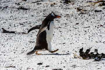 Close view of a gentoo penguin