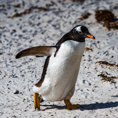 Close view of a gentoo penguin