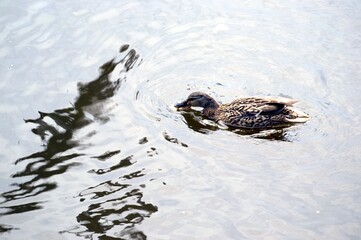 Wild ducks on beautiful water