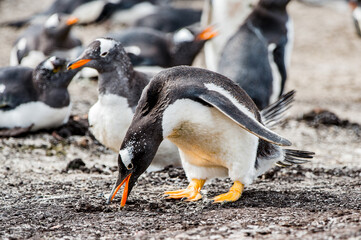 Obraz premium Close view of a gentoo penguin