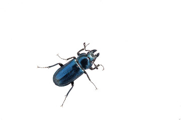 Beautiful glitter beetle on a white background. Lucanus cervus. Close up.