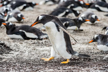 Gentoo penguin portrait in the group of many penguins