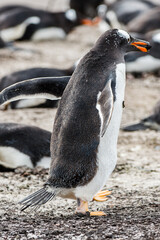 Fototapeta premium Gentoo penguin portrait in the group of many penguins