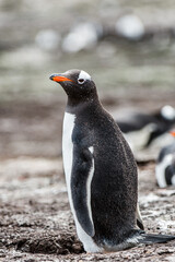 Gentoo penguin portrait in the group of many penguins