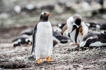 Obraz premium Beautiful gentoo penguin in Antarctica