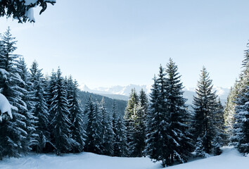 Fototapeta premium snow covered trees
