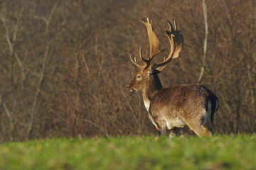 Naklejka na ściany i meble Majestic fallow deer, stag with large antlers on grass in spring at sunrise. Dama dama.