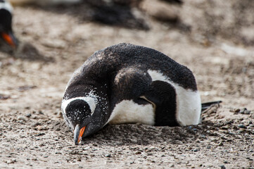 Fototapeta premium Little gentoo penguin in Antarctica