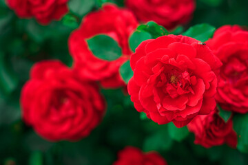 Red rose on the background of other roses