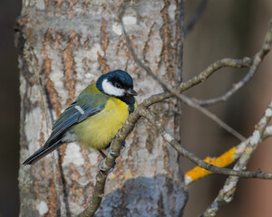 Close-up of great tit (parus major) 