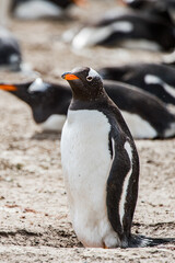 Beautiful penguin on the sand on the Falkland Islands