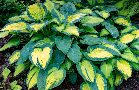 Pauls Glory Hosta after a light rain