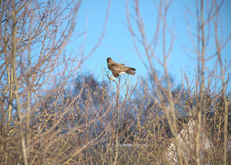 Common buzzard (buteo buteo) perching on the top of the bare tree on early spring day against the background of blue sky
