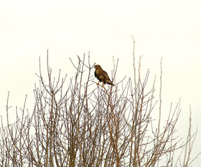 Common buzzard (buteo buteo) perching on the top of the bare tree against background of grey overcast sky