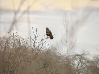 Common buzzard (buteo buteo) perching on the top of the bare tree on early and windy spring day 