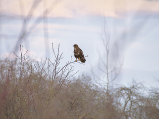 Common buzzard (buteo buteo) perching on the top of the bare tree on early and windy spring day 