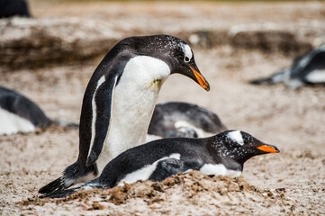 Beautiful penguin on the sand on the Falkland Islands