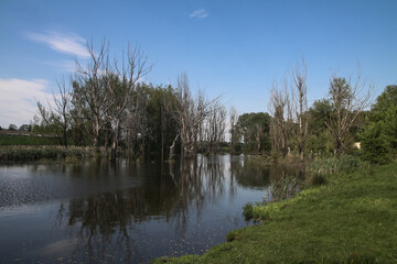 Obraz premium Dry trees in the water against the backdrop of nature. A terrible land where plants die. Stock photo for design