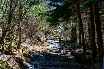 trail in the forest