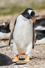 Fototapeta premium Beautiful penguin on the sand on the Falkland Islands