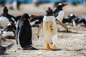 Beautiful penguin on the sand on the Falkland Islands