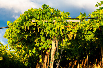 Fototapeta na wymiar View over La Fitta vineyard, Veneto, Italy