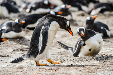 Beautiful penguin on the sand on the Falkland Islands