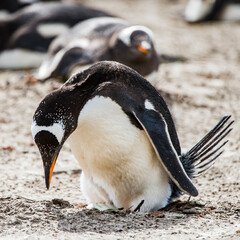 Naklejka premium Little penguin on the sand