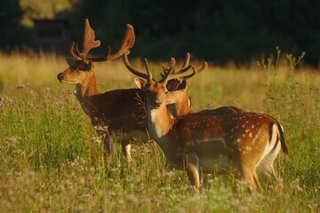 Herd of fallow deer with growing antlers covered in velvet. Dama dama.