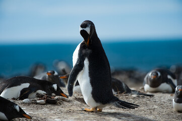 Fototapeta premium Little penguin on the sand
