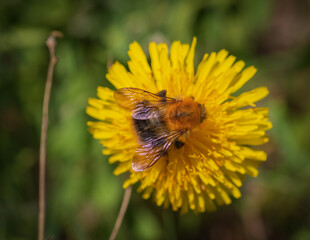 Close-up of bee collecting pollen and honey on yellow dandelion flower