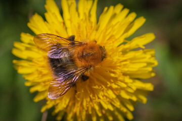 Close-up of bee collecting pollen and honey on yellow dandelion flower