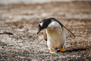Little beautiful gentoo penguin in Antarctica
