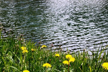 Camping near the lake on a sunny summer day. Yellow dandelions grow in the green grass. Dandelion field by the river. Flowers on the background of the river