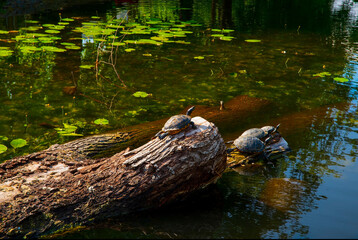 Red-eared turtles basking and swimming in the sun