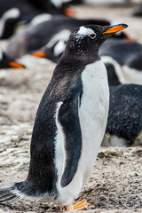 Little beautiful gentoo penguin in Antarctica