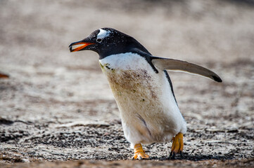 Little beautiful gentoo penguin in Antarctica