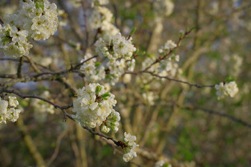 Spring blooming cherry twigs with white flowers and green leaves against blurry background of cherry tree
