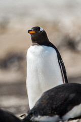 Portrait of a little gentoo penguin in Antarctica