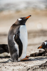 Portrait of a little gentoo penguin in Antarctica