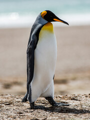 Fototapeta premium King penguin, Falkland Island, Antarctica