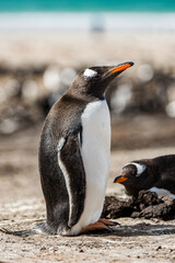 Naklejka premium Portrait of a little gentoo penguin in Antarctica